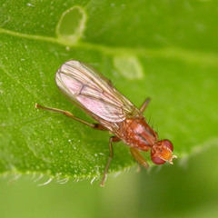 Norellisoma spinimanum