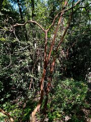 Luma apiculata