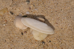 Scutus antipodes