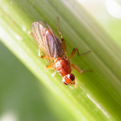 Norellisoma spinimanum