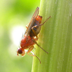 Norellisoma spinimanum