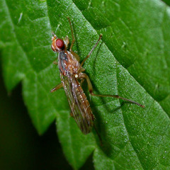 Norellia spinipes