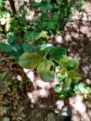 Luma apiculata