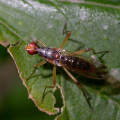 Norellia spinipes