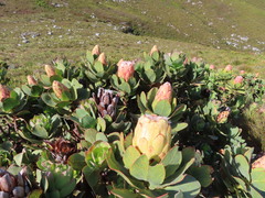 Protea grandiceps