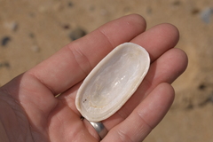 Scutus antipodes