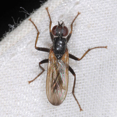 Cordilura umbrosa