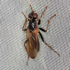 Cordilura umbrosa