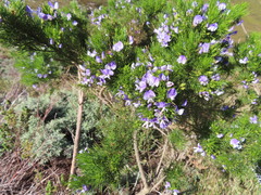 Psoralea affinis