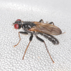 Cordilura umbrosa