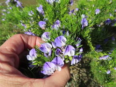 Psoralea affinis