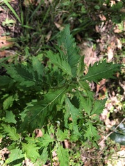 Centratherum riparium