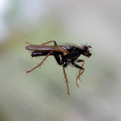 Cordilura umbrosa