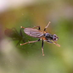 Cordilura umbrosa