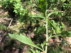 Centratherum riparium