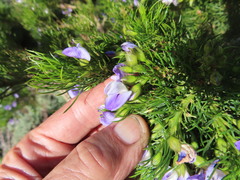 Psoralea affinis