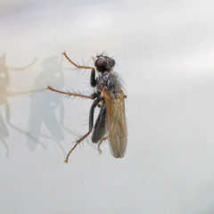Cordilura umbrosa