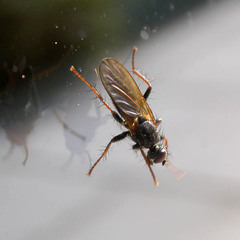 Cordilura umbrosa