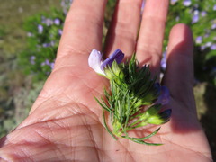 Psoralea affinis