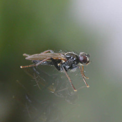 Cordilura umbrosa