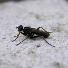 Cordilura umbrosa