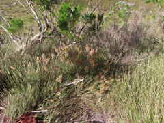 Pentameris curvifolia