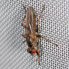 Spaziphora hydromyzina