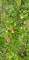 Correa reflexa