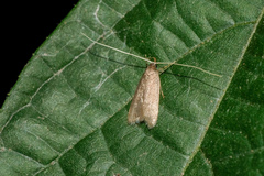 Lecitholaxa thiodora