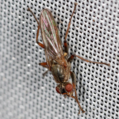 Spaziphora hydromyzina