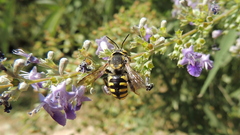 Anthidium florentinum