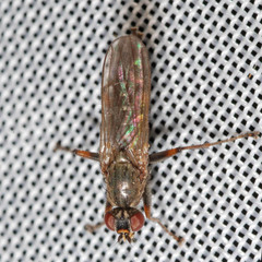 Spaziphora hydromyzina