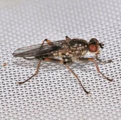 Spaziphora hydromyzina