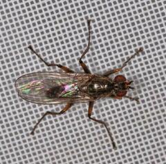 Spaziphora hydromyzina