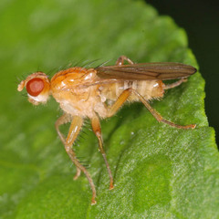 Scathophagidae