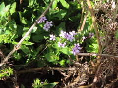 Teedia lucida