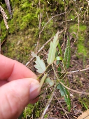 Rubus schmidelioides