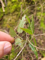 Rubus schmidelioides