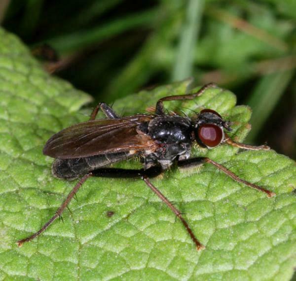 Cordilura umbrosa