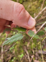 Rubus schmidelioides
