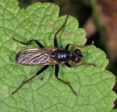 Cordilura umbrosa