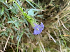 Tripterospermum lanceolatum