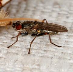 Spaziphora hydromyzina