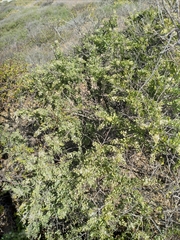 Stegnosperma halimifolium