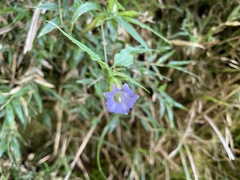 Tripterospermum lanceolatum