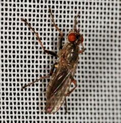 Spaziphora hydromyzina