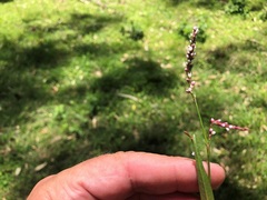 Persicaria decipiens