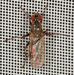 Spaziphora hydromyzina