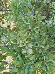 Stegnosperma halimifolium