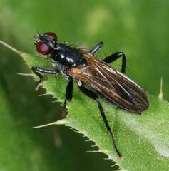 Cordilura
